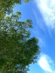 Vibrant Green Tree Canopy Against a Bright Blue Sky with Wispy White Clouds on a Sunny Day