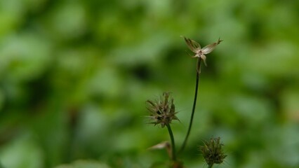 Close-up of a dried wildflower stem with soft green bokeh background, perfect for nature, seasonal,...