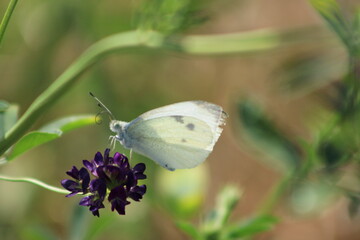 butterfly on a flower