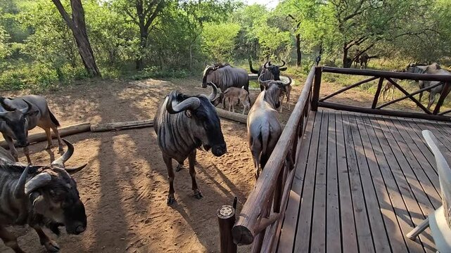 Group of wildebeest are standing in a dirt field. There are at least nine of them, with some of them standing closer to the camera during safari in park in South Africa