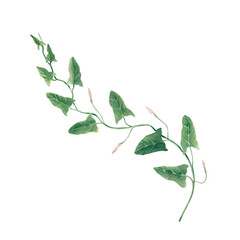 Hand-painted watercolor illustration of field bindweed with delicate pink flowers and green leaves. Isolated on a white background. For wedding designs, greeting and invitational cards, packaging.
