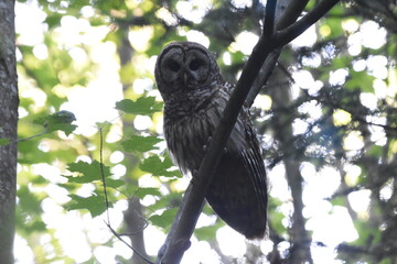 La Plaine 26 Juin 2025