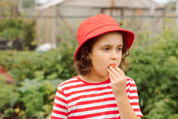 Little girl picking strawberry and eats enjoy juicy ripe on a garden