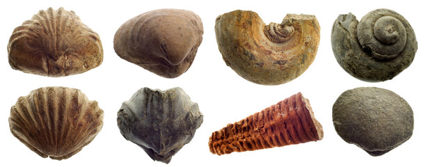 Fossilized prehistoric mollusc shells isolated on white background. Design elements on the theme of paleontology, history of planet Earth. A set of fossils of long-extinct animals.