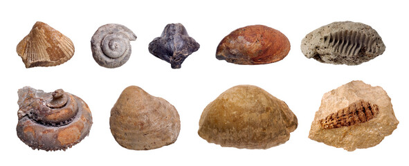 Fossilized prehistoric mollusc shells isolated on white background. Design elements on the theme of paleontology, history of planet Earth. A set of fossils of long-extinct animals.