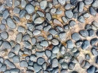 Glossy Wet Pebble Stone Background – Nature Texture Close-Up