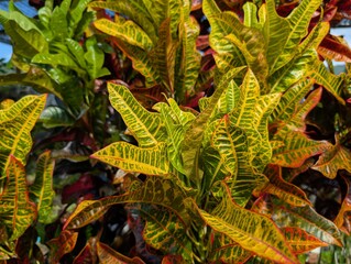 Colorful Croton leaves with striking yellow, green, and red patterns, captured in natural sunlight. Perfect for botanical, tropical, or garden-themed visual content.
