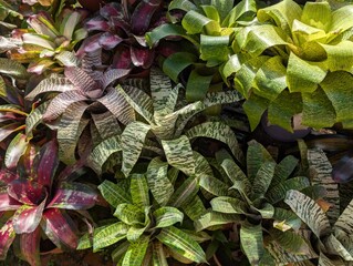 A vibrant collection of Bromeliad plants with unique patterns and colors, including green, purple,...