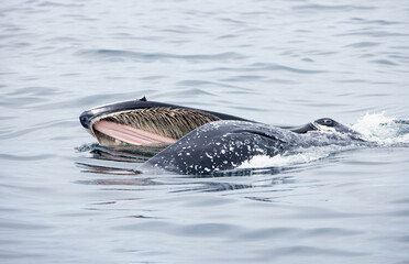 A humpback whale feeds with its mouth open (mouth modifications called baleen) - Knysna,  South...