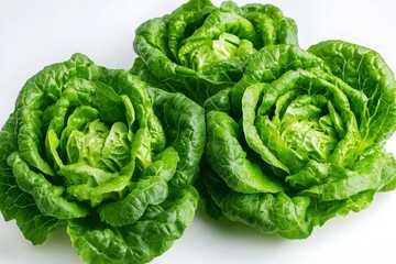 Fototapeta premium Three Heads of Fresh Green Lettuce, salad , produce