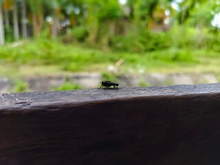 close up of a large fly perched on a wooden block