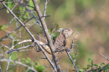 Close up of an Oriental garden Lizard perched on dry thorny branches in its habitat.