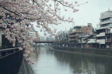 cherry blossom trees in full bloom by a peaceful riverbank