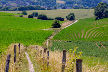 Terrain of hilly countryside in Zuid-Limburg, Agriculture and farmland with young Maize or Corn plants, Barley (gerst) Hordeum vulgare or Wheat and Potatoes, Limburg province, Valkenburg, Netherlands.