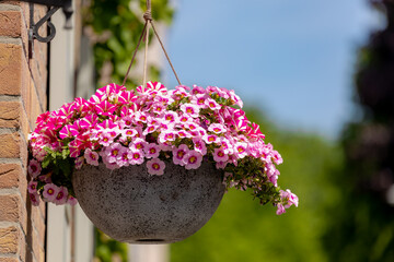 Selective focus of purple pink flowers in the pot hanging on house wall, Petunia is a genus in the...