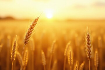 Golden Wheat Stalks Illuminated by the Setting Sun's Warm Glow in a Vast Field