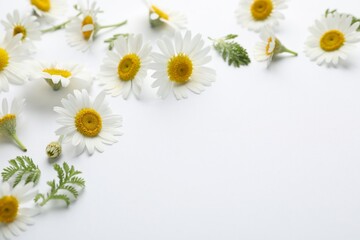 Beautiful chamomile flowers and green leaves on white background, closeup. Space for text