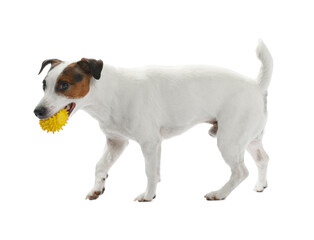 Cute dog playing with toy on white background. Lovely pet