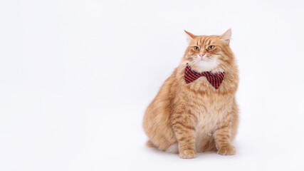 Ginger fluffy cat in red and black patterned bow tie sitting on white background. Cute domestic...