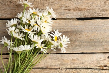 Obraz na płótnie Canvas Many beautiful chamomile flowers on wooden table, flat lay. Space for text