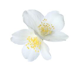 Beautiful jasmine buds isolated on white. Aromatic flower