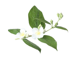 Branch with beautiful jasmine flowers and green leaves isolated on white
