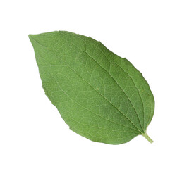 Obraz premium One green jasmine leaf isolated on white