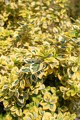 The evergreen ornamental shrub Euonymus fortunei grows in the garden. Wallpaper, background