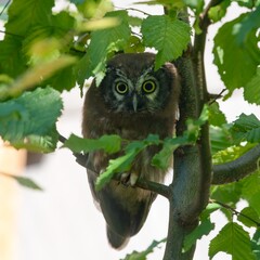 Eurasian pygmy owl