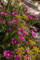 Obraz premium Pink purple flowers. Hardy ice plant, delosperma cooperi