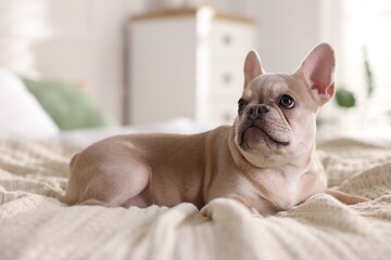 Adorable French bulldog dog on bed indoors, closeup