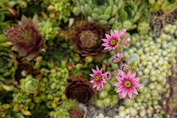 Succulent pink flower in focus with a background of green succulents. Natural background or...