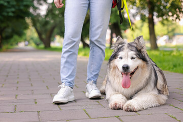 Woman with her cute Alaskan malamute dog in park, closeup