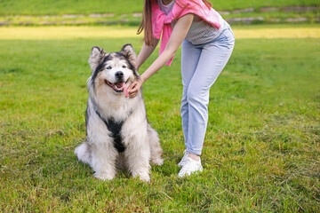 Woman with her cute Alaskan malamute dog on green grass outdoors, closeup