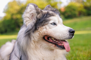 Portrait of adorable Alaskan malamute dog outdoors in morning, closeup