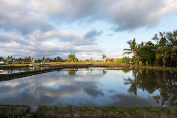 Fototapeta premium Picturesque view of paddy field on sunny day