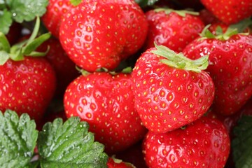 Fresh ripe strawberries and green leaves as background, closeup