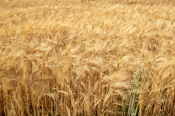 Golden barley field and sunny day. Close-up. Wallpaper, background