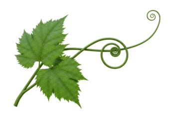 Isolated Green Vine with Tendrils Curving Gracefully