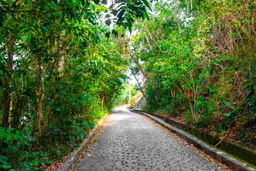 Walking path trail rainforest mountains in Rio de Janeiro Brazil.