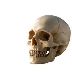 Obraz premium human skull on black background