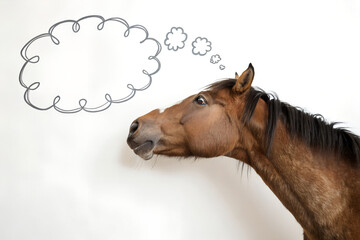 A brown horse with a white blaze stands isolated on white background with a cartoon thought bubble above its head