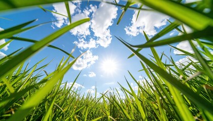 Bright Sunny Day Through Grass