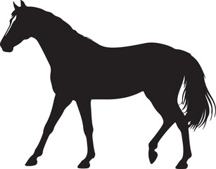 Obraz premium Criollo horse in silhouette vector pure white background.