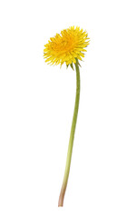 Profile of yellow dandelion flower isolated on white or transparent background
