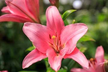 Fototapeta premium Pink Lily flower in full bloom against a natural blurred background. The sepal is full of yellow pollen, which is good for any passing bees