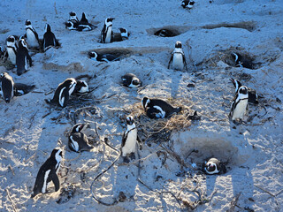 Group of penguins are on a beach. Some are standing and some are laying down nest with egg. There...
