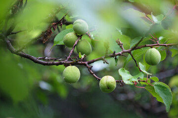 初夏の梅の実、緑豊かな枝に実る / Green Ume Fruits in Early Summer, Ripening on Lush Branches