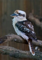 Laughing Kookaburra