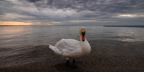 white swan posing for camera standing in water and looking into lens against evening lake landscape and cloudy dramatic sky with glow. widescreen wide angle side front view